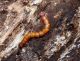 lacon larva.JPG
