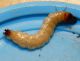 larva quiz.JPG