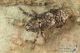 IMG_7235_Gasterocercus_depressirostris.JPG