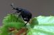 IMG_0465 - Copia.JPG