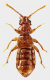 Faronus marmuriensis sp.nov. - Kopie.png