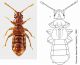 Faronus marmuriensis sp.nov..jpg