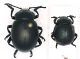 Timarcha_nicaeensis_e_fracassii_femmine.jpg