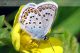 plebejus-argus-IMG_0249.jpg