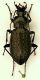 Carabus 24mm Monteveglio.JPG