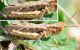 Acrididae.jpg