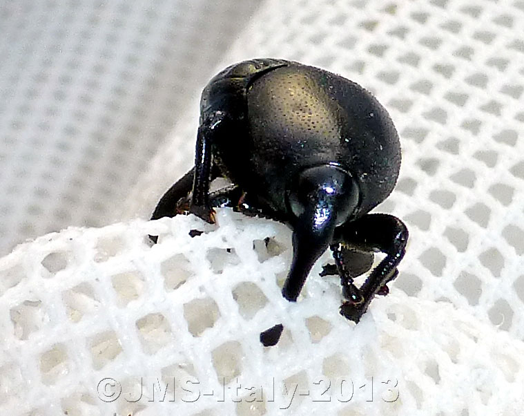 BlackWeevil-Italy2013-Reduced.jpg