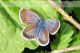 plebejus-argus-IMG_0253.jpg