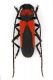 P.comenius-male.jpg