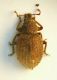 Curculio 02 3mm.JPG