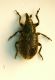 Curculio 01 2mm.JPG