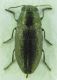 Buprestidae sp 9,5mm 07-06-2015 Ev.jpg