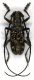 Monochamus saltuarius_male_v.jpg