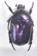 Protaetia mirificaDSC_9521Rid.jpg