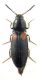 bipustulatus.jpg