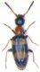 M. mylabrina p.jpg