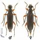 Anoplodera_rufipes_rufipes_mf.jpg