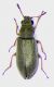 Danacea gorditana F.jpg