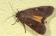 tempio140615 009mod.jpg