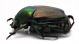 Comb1689_18zF8cr.jpg