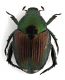 Comb1691_13zF8cr.jpg