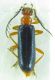 Pyrochroidae sp 10mm 12-06-2015 Ev.jpg