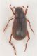 SericinoSierraDeGataDSC_9531Rid.jpg