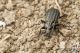 IMG_8964_Carabus_clathratus_auraniensis.JPG