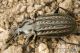 IMG_8939_Carabus_clathratus_auraniensis.JPG