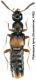 Phloeopora teres (Gravenhorst, 1802).jpg