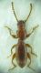 Stenosis sp 5mm 14-06-2015 Ev-2.jpg