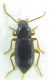 Tenebrionidae sp 7,5mm 11-06-2015 Ev-2.jpg