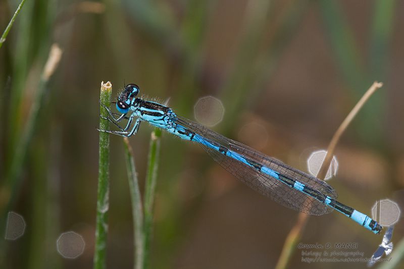 IMG_8853_Coenagrion_ornatum.JPG