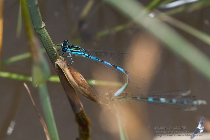 IMG_8824_Coenagrion_ornatum.JPG