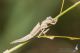 IMG_8842_Coenagrion_ornatum.JPG