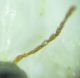 Elateridae sp 5mm 23-05-2015 Ev-2.jpg
