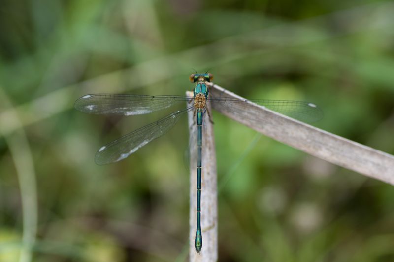 lestes da id lr.jpg