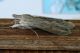 Cucullia_1000_2.JPG