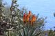 IMG_0203 - Copia.JPG