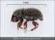 Scolytinae_det3.jpg