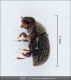 Scolytinae_det1.jpg