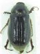 Scarabaeidae sp 19mm 17-06-2015 Ev-4.jpg