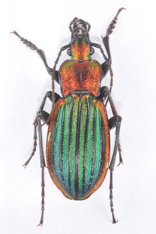 Chrysocarabus-lineatus-DSC_9534Ridotto.jpg