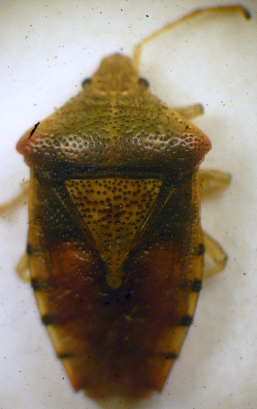 Elasmucha grisea (Linnaeus 1758) - Acanthosomatidae .JPG