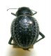 P.angulata.syriaca_01.JPG