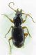 Carabidae sp 10mm 24-06-2015 Ev-4.jpg