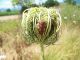 100_7068.JPG