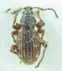 Otiorhynchus sp 6mm 26-06-2015 Ev(Salix üzerinde)-5.jpg