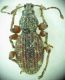 Otiorhynchus sp 6mm 26-06-2015 Ev(Salix üzerinde)-6.jpg