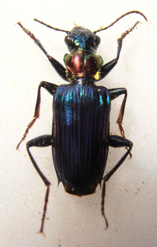 Carabidae Papua 1.jpg